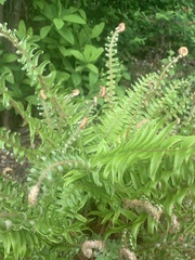 Polystichum munitum
