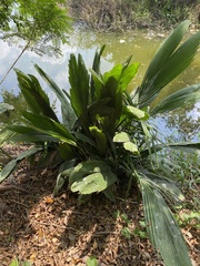 Astrocaryum mexicanum