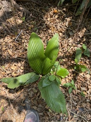 Astrocaryum mexicanum