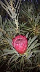 Protea × hybrida