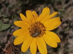 Astylus vittaticollis