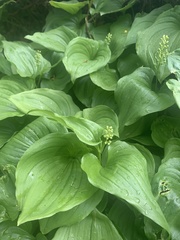 Maianthemum dilatatum
