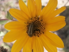 Astylus vittaticollis