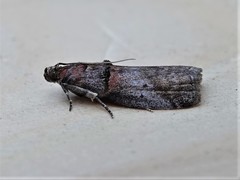 Acrobasis caryae
