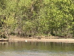 Lophodytes cucullatus