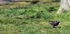 Sturnus vulgaris
