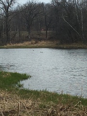 Lophodytes cucullatus