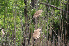 Phragmites australis australis