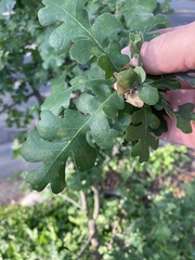 Quercus lobata