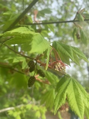 Acer circinatum