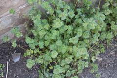 Lamium amplexicaule