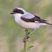 Lesser Grey Shrike - Photo (c) Paul Cools, some rights reserved (CC BY-NC), uploaded by Paul Cools