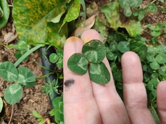 Trifolium repens