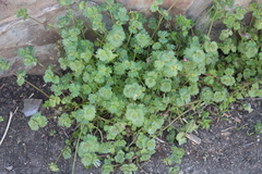 Lamium amplexicaule