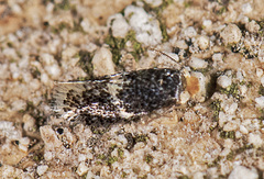 Ectoedemia similella