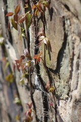 Toxicodendron radicans