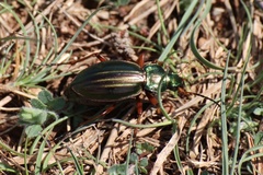 Carabus auratus lotharingus