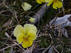 Viola eugeniae