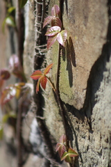 Toxicodendron radicans
