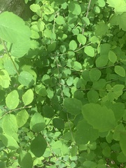 Symphoricarpos albus