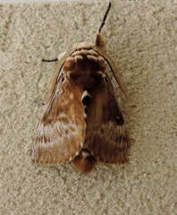 Podalia walkeri