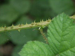 Rubus scabrosus
