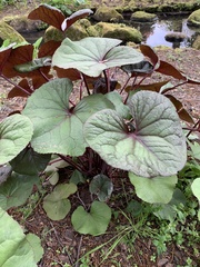 Petasites pyrenaicus