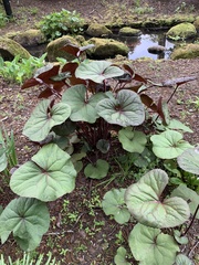 Petasites pyrenaicus