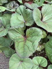 Petasites pyrenaicus
