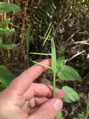 Pleuropogon refractus