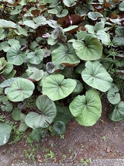 Petasites pyrenaicus