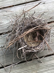 Thryothorus ludovicianus