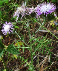 Galactites tomentosus