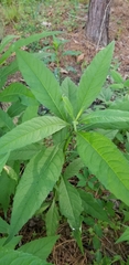 Verbesina walteri