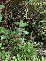 Pleuropogon refractus