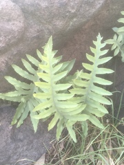 Phlebodium araneosum