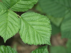 Rubus scabrosus