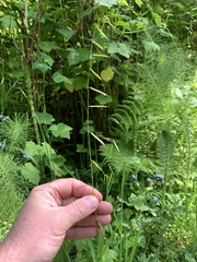 Pleuropogon refractus