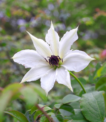 Clematis patens