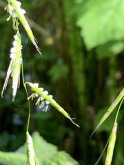 Pleuropogon refractus