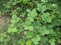 Rubus scabrosus