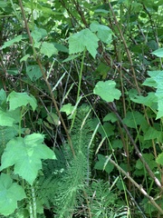 Pleuropogon refractus