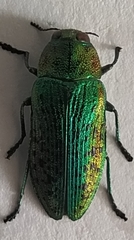 Lamprodila rutilans
