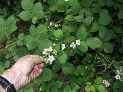 Rubus scabrosus