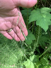 Pleuropogon refractus