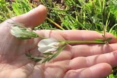 Vicia lutea lutea