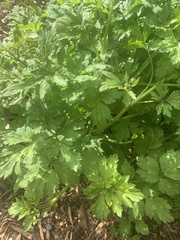 Ranunculus repens