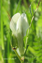 Vicia lutea lutea