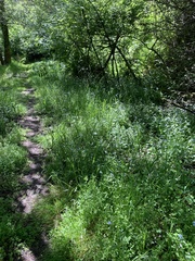 Pleuropogon refractus