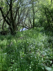 Pleuropogon refractus